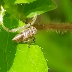 Bathysmatophorinae