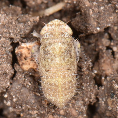 Allygidius atomarius