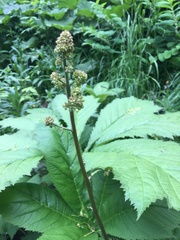 Rodgersia