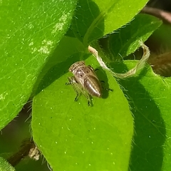 Bathysmatophorinae