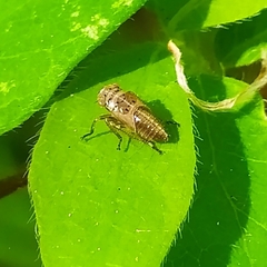 Bathysmatophorinae