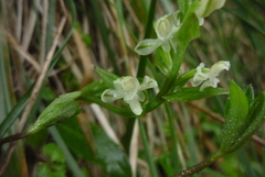 Platanthera brevicalcarata