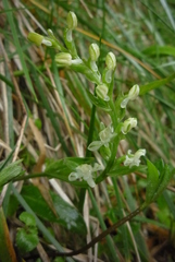 Platanthera brevicalcarata