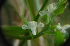 Platanthera brevicalcarata