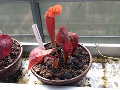 Sarracenia × swaniana