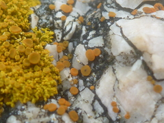 Polycauliona inconspecta