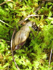 Drymaeus convexus