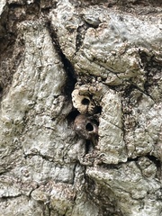 Andricus quercuscorticis