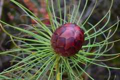 Protea pityphylla