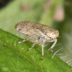 Allygidius atomarius