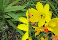 Sparaxis grandiflora acutiloba