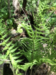 Deparia acrostichoides