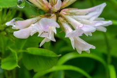 Trifolium latifolium