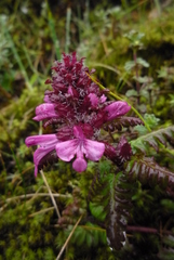 Pedicularis refracta transmorrisonensis