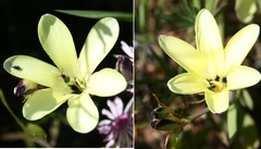 Sparaxis grandiflora acutiloba