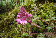 Pedicularis refracta transmorrisonensis