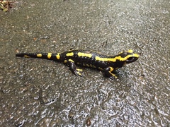 Salamandra