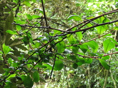 Fuchsia venusta