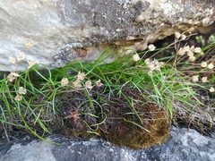 Ornithogalum schlechterianum