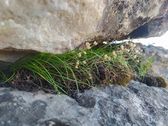 Ornithogalum schlechterianum