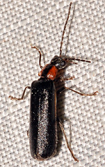 Rhagonycha excavata