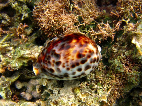 Cypraea tigris observed 2013-06-18