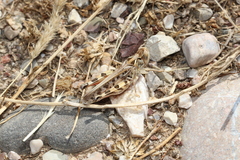 Dociostaurus maroccanus