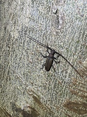 Aegolipton marginale