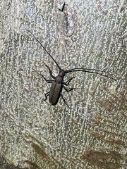 Aegolipton marginale