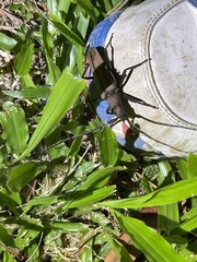 Aegolipton marginale