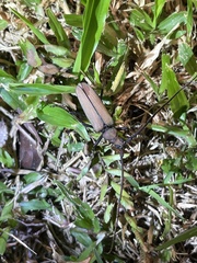 Aegolipton marginale