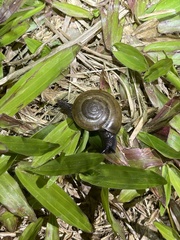 Macrochlamys nitidissima