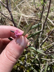 Kalmia polifolia