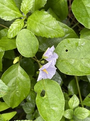 Thunbergia laurifolia