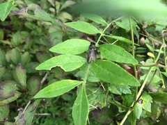 Ommatiini