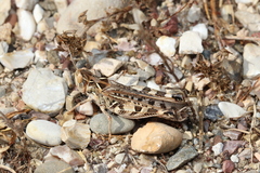 Dociostaurus maroccanus