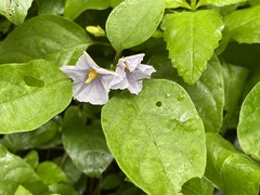 Thunbergia laurifolia