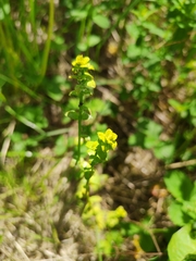 Aecidium euphorbiae