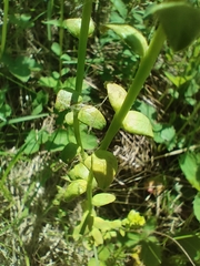 Aecidium euphorbiae