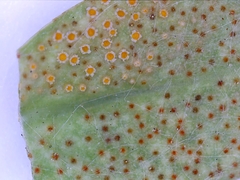 Aecidium euphorbiae