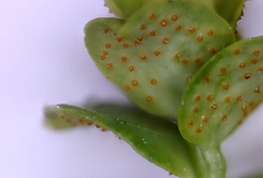 Aecidium euphorbiae