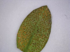 Aecidium euphorbiae