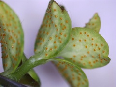 Aecidium euphorbiae
