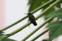 Chionomesa fimbriata