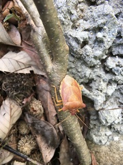 Pentatoma semiannulata