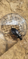 Carabus scheidleri