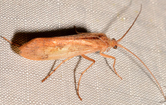 Limnephilus indivisus