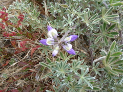Lupinus bicolor