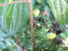 Sphedanolestes impressicollis