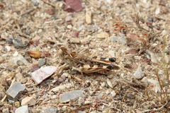 Dociostaurus maroccanus